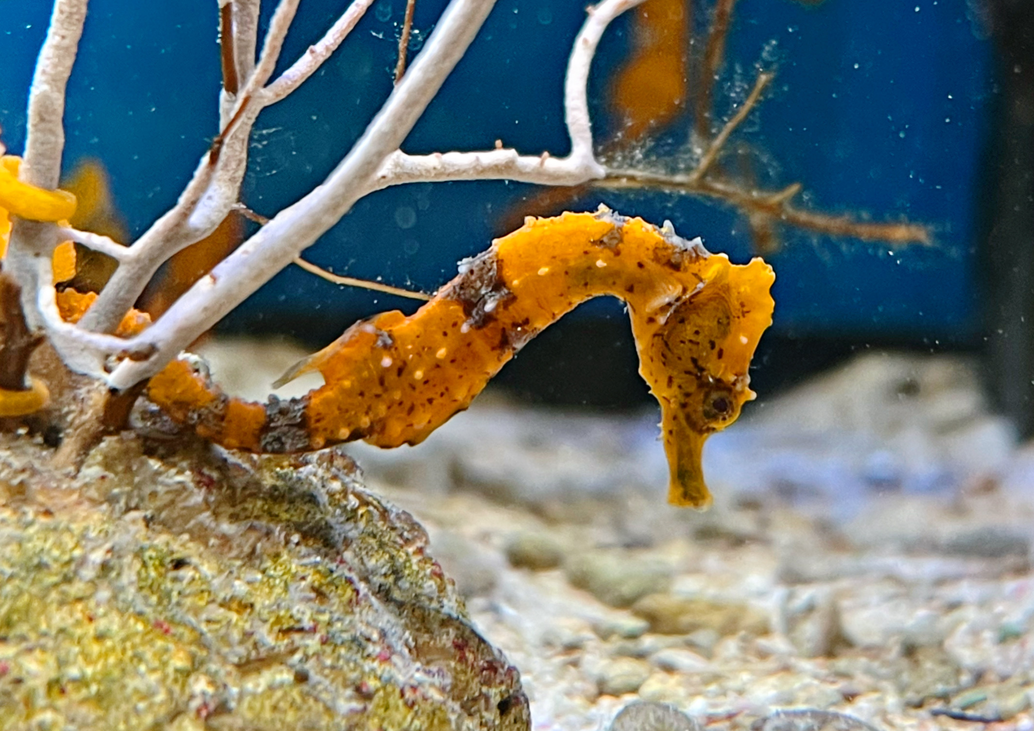 Hippocampus erectus Seepferdchen - NZ gelb