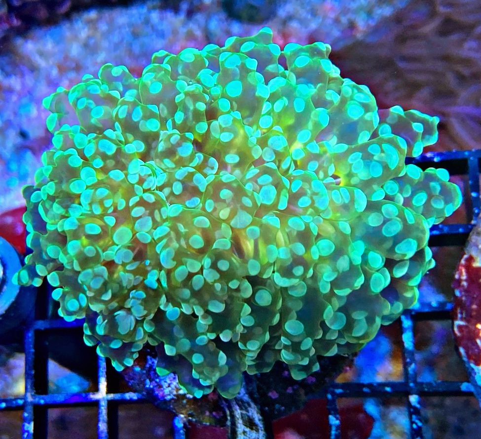 Euphyllia Divisa - Ultra Color  WYSIWYG 199