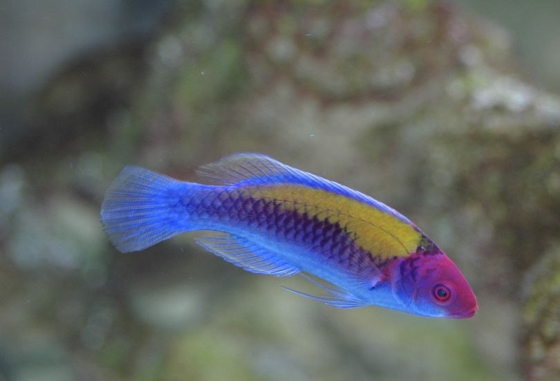 Cirrhilabrus aurantidorsalis Goldrücken - Zwerglippfisch