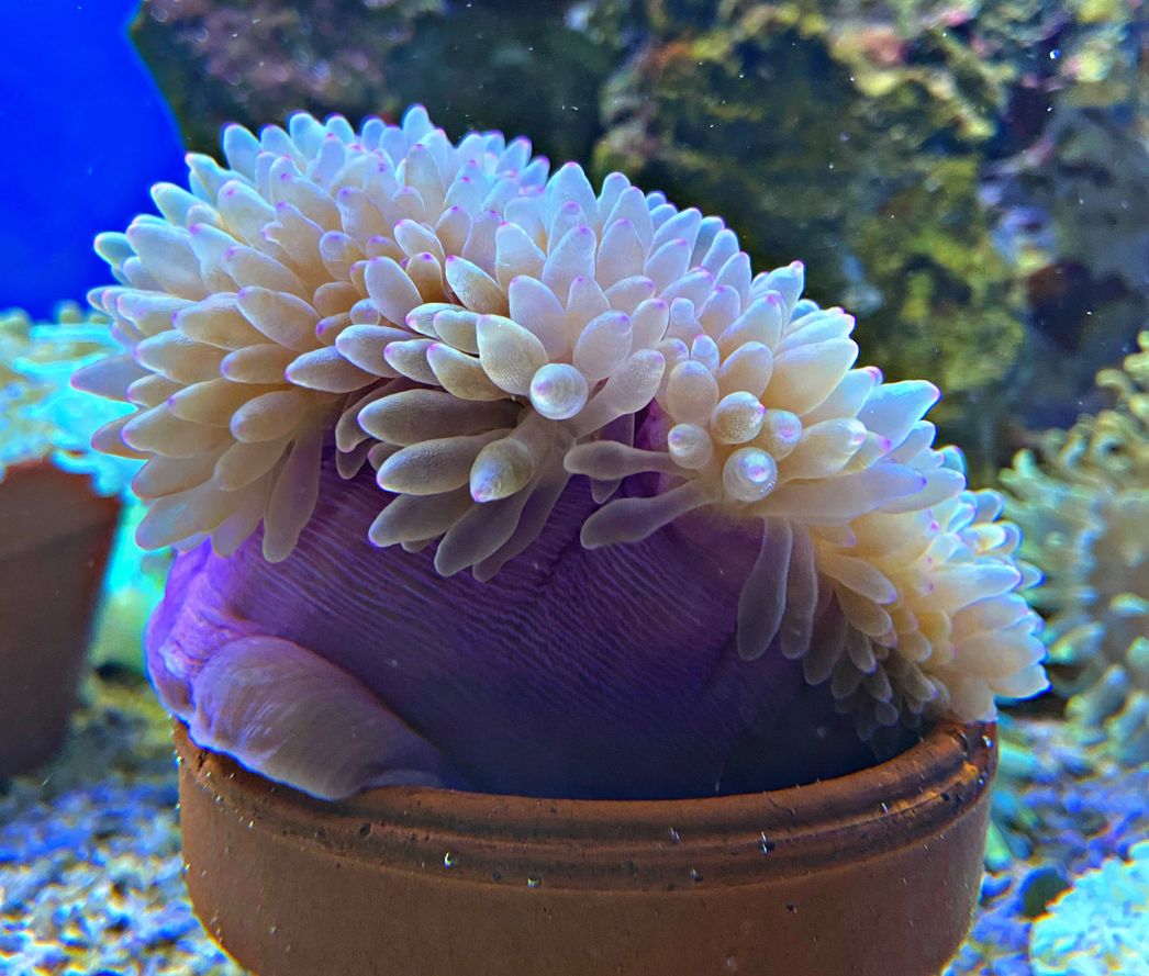 Entacmaea quadricolor Blasenanemone  purple tips Green/white Color - Special Color -  WYSIWYG2c