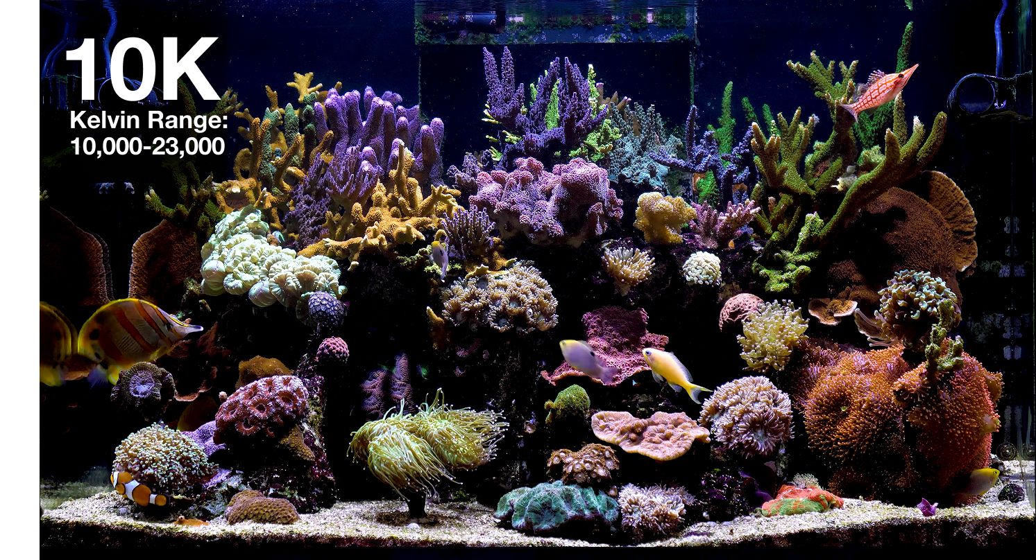 Reef LED 60 Red Sea G2