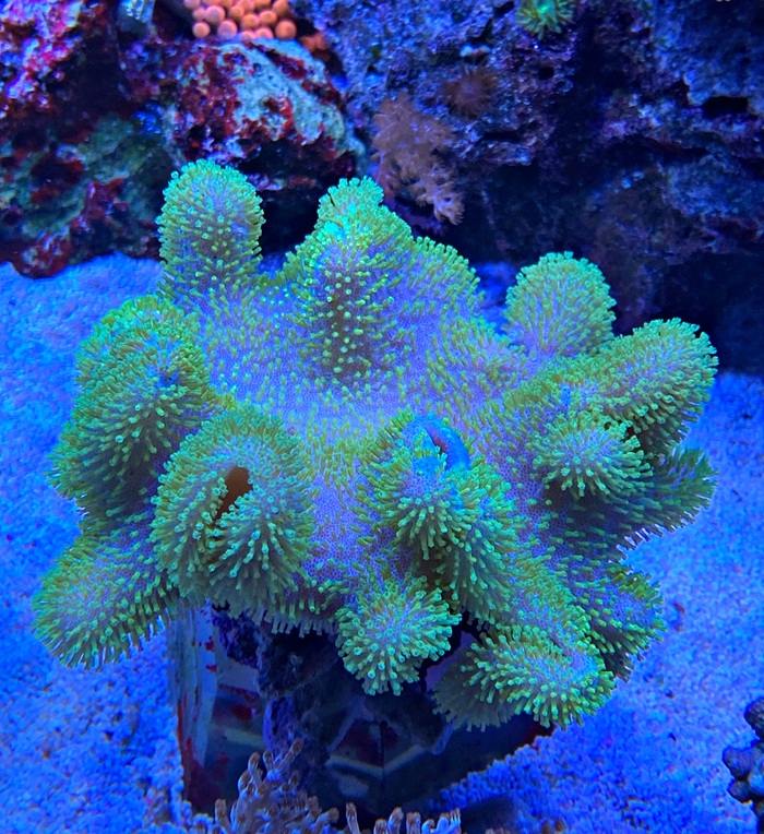 Sarcophyton Ehrenbergi - NEON Green Curly - WYSIWYG - Größe L