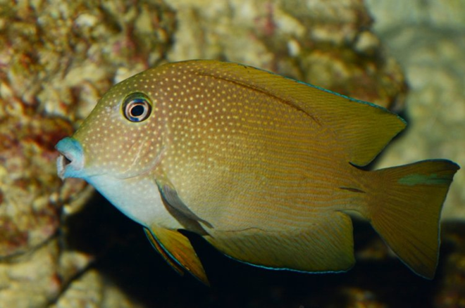 Ctenochaetus cyanocheilus Blaulippen-Borstenzahndoktor