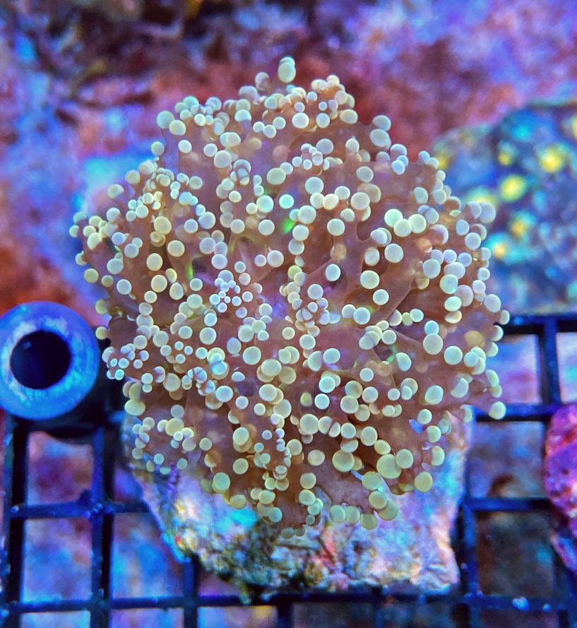 Euphyllia paradivisa - Orange