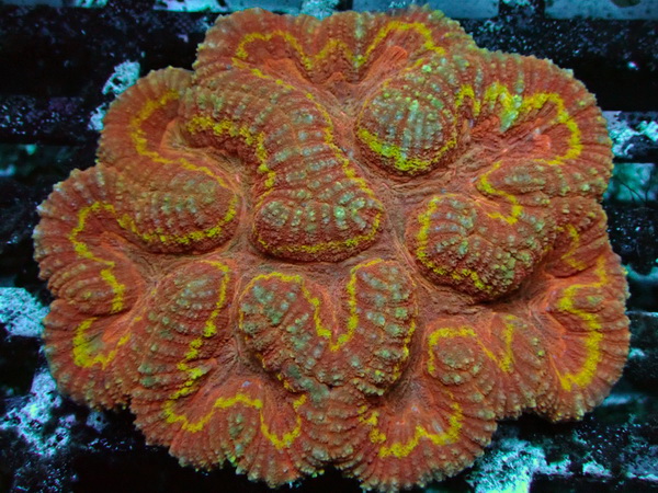 Symphyllia spec. Steinkorallen - Red BiColor - WYSIWYG 187