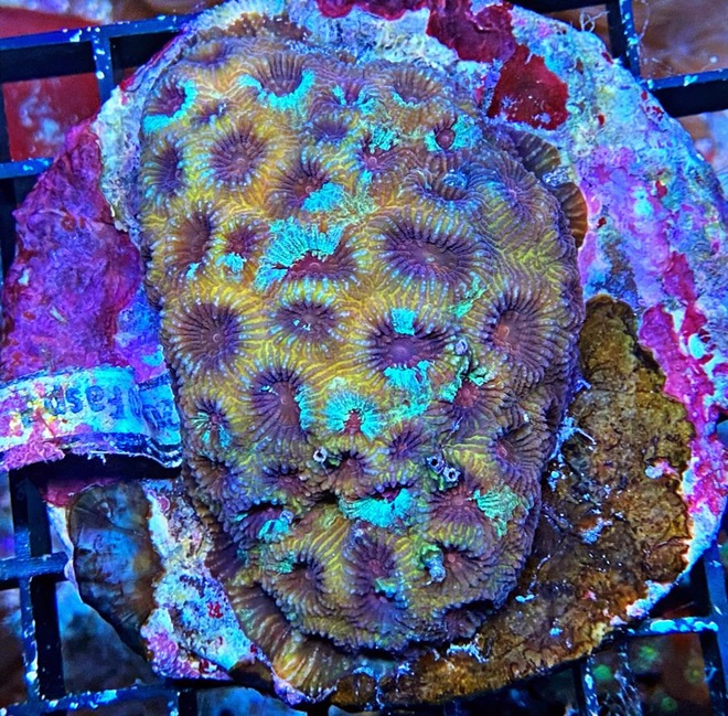 Favia spec. red dragon eye -  Australien WYSIWYG10