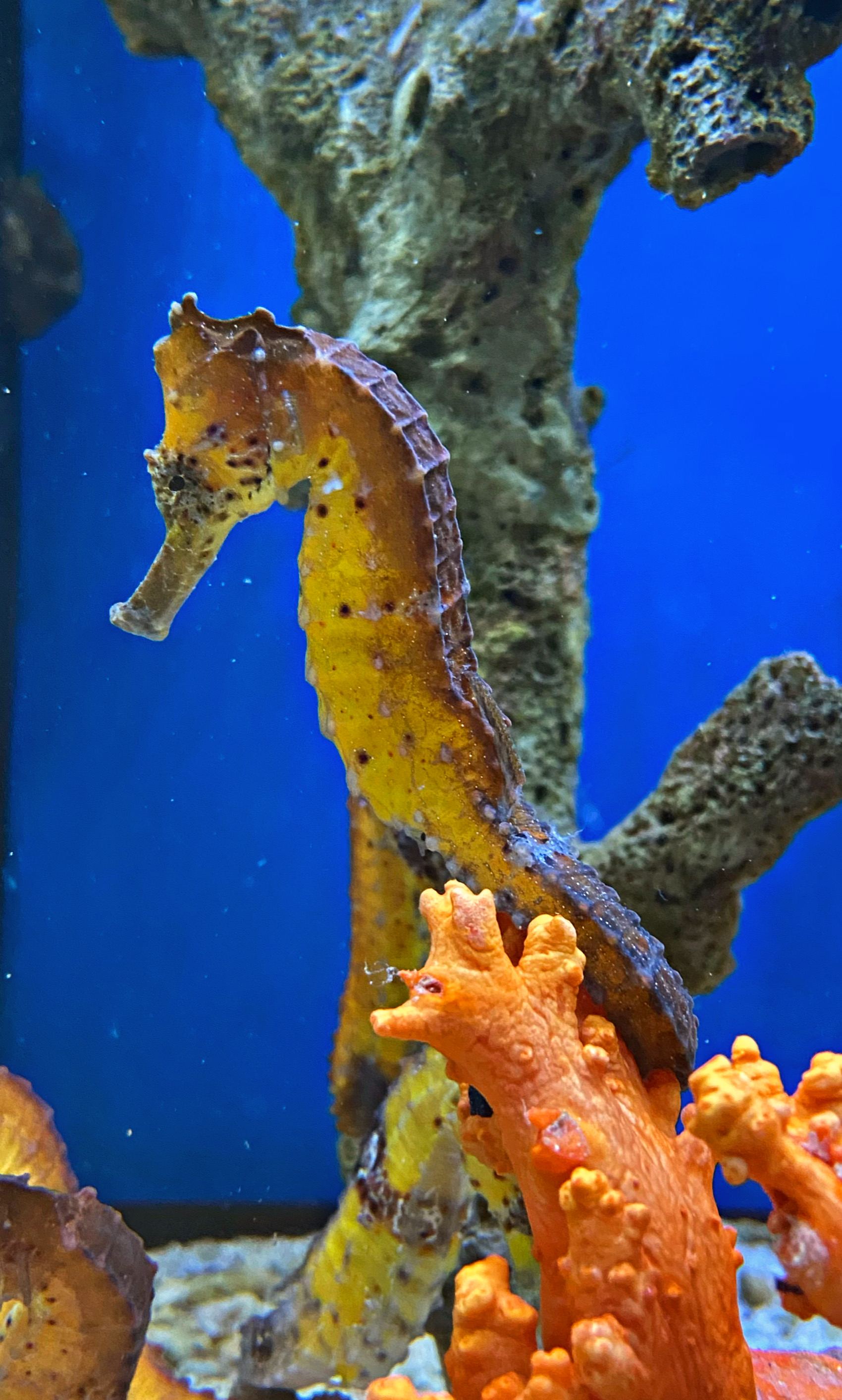 kuda Seepferdchen Farbe Orange Hippocampus kaufen: Langschnäuziges