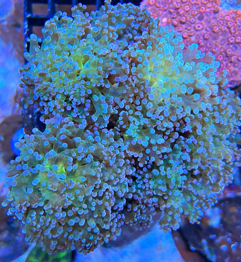 Euphyllia paradivisa Special Color