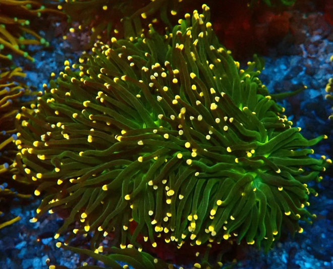 Euphyllia glabrescens- green Masterpiece - WYSIWYG - NZ