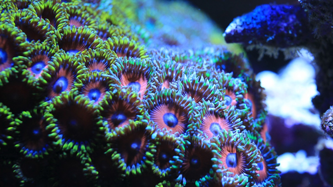 zoanthus kaufen: Krustenanemone kaufen - Zoas