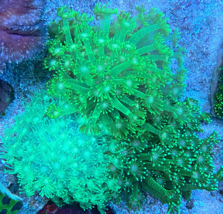 Alveopora gigas - Margeritenkoralle -neon greens - WYSIWYG 113d