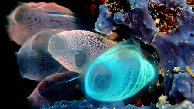 Seescheiden kaufen: Seescheide für Ihr Meerwasser Aquarium