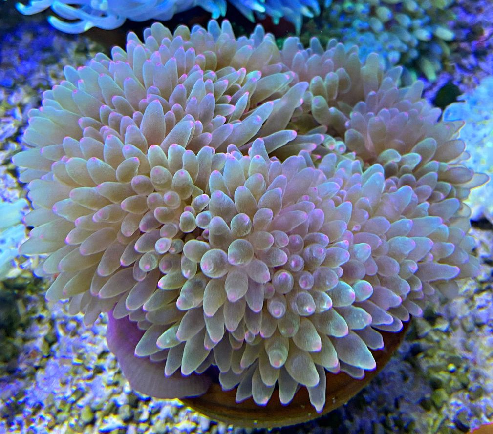 Entacmaea quadricolor Blasenanemone  purple tips Green/white Color - Special Color -  WYSIWYG2c