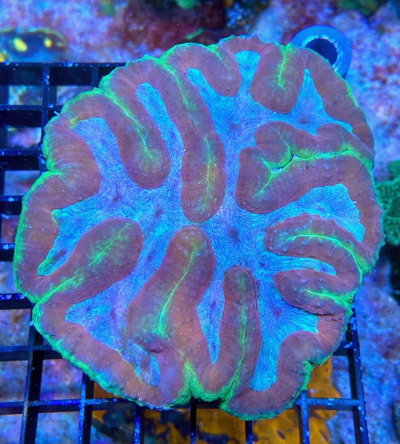 Symphyllia spec. Steinkorallen - Big green Apple - WYSIWYG 188