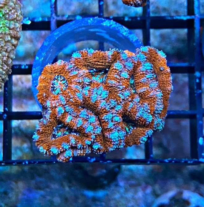 Acanthastrea lordhowensis - Großpolypige Steinkoralle - flower power - WYSIWYG101a