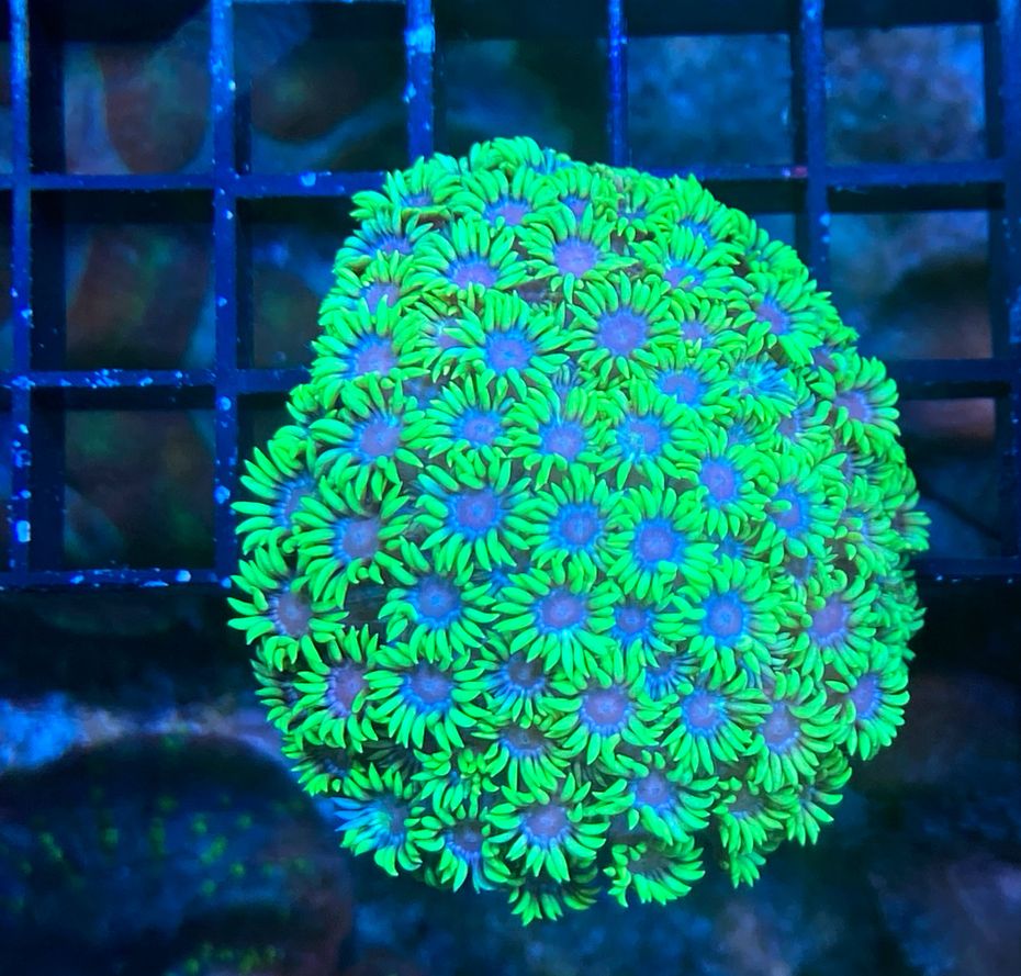 Goniopora lobata  - WYSIWYG 124 - Ultra green / two Tone