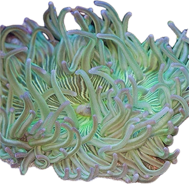 Macrodactyla doreensis Korkenzieher-Anemone  Color