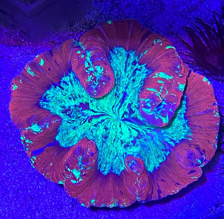 Trachyphyllia geoffroyi - Wulstkoralle-  Ultra Red - Multi Color - WYSIWYG 127b