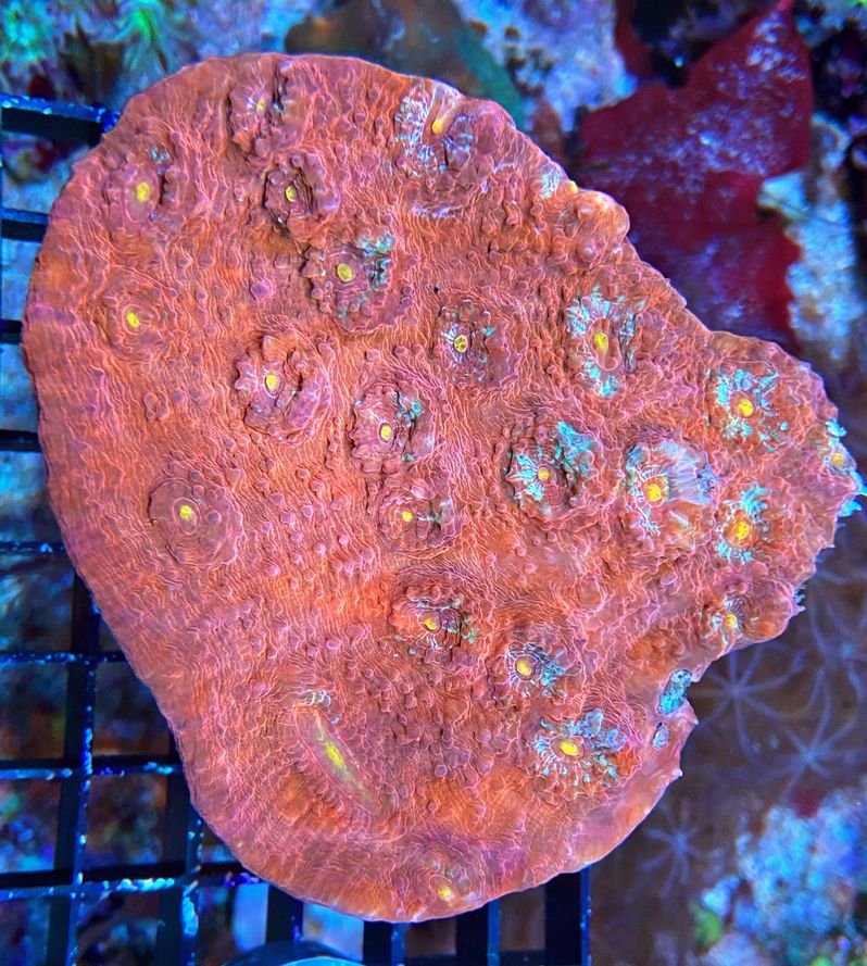 Echinophyllia sp. Chalice Coral - Ultra Color - WYSIWYG E2