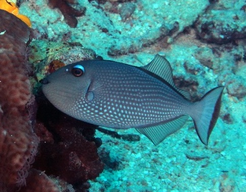  Xanthichthys auromarginatus Blaukehl-Drückerfisch Female (Weibchen)