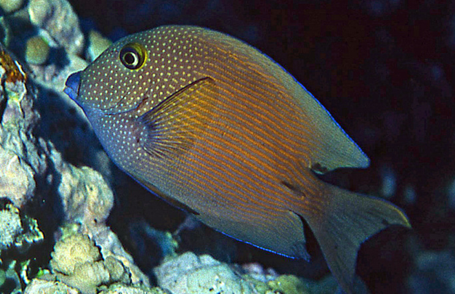 Ctenochaetus cyanocheilus Blaulippen-Borstenzahndoktor