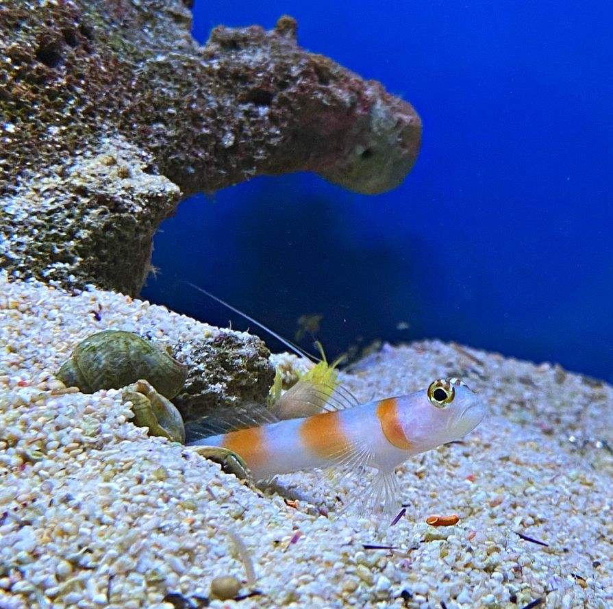 Alpheus ochrostriatus mit Partnergrundel Amblyeleotris yanoi