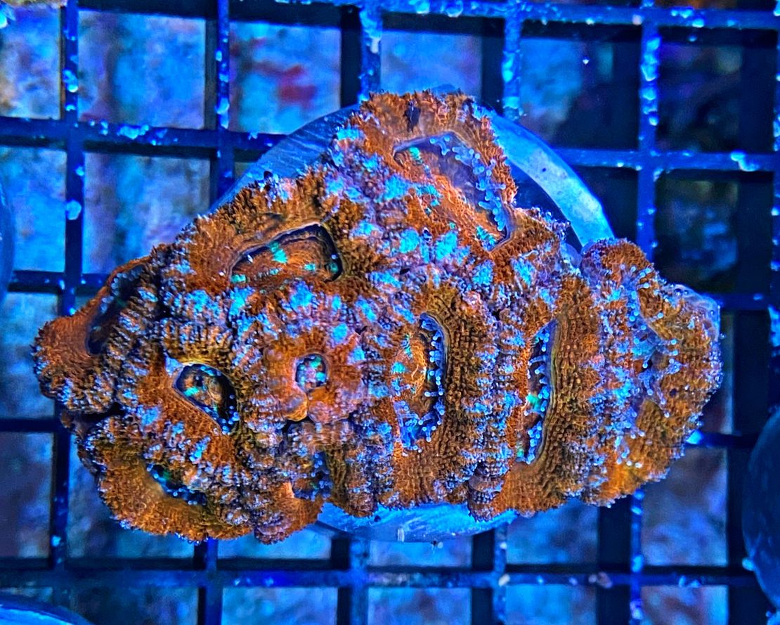 Acanthastrea lordhowensis - Großpolypige Steinkoralle - Orange/red wonder - WYSIWYG 101