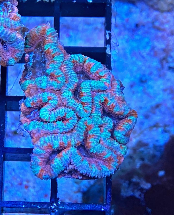 Acanthastrea lordhowensis - Großpolypige Steinkoralle - Pink Oasis  - WYSIWYG 100