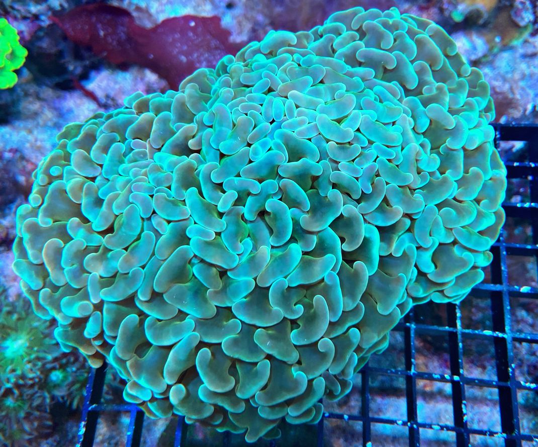 Euphyllia ancora - Hammerkoralle  Full Green Hammer - WYSIWYG 99