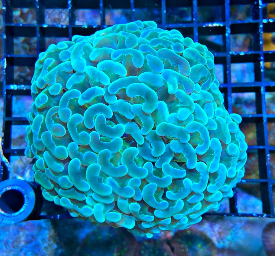 Euphyllia ancora - Hammerkoralle  Full Green Hammer - WYSIWYG 99