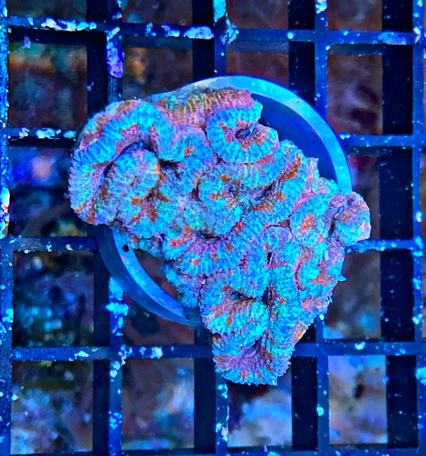 Acanthastrea lordhowensis - Großpolypige Steinkoralle - tri-color - WYSIWYG 177