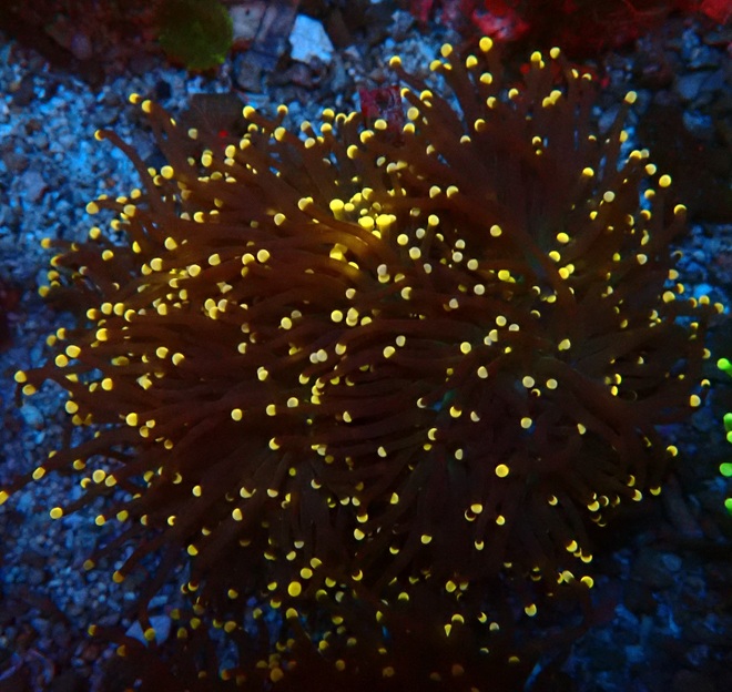 Euphyllia glabrescens - Orange Tip ultra Color - WYSIWYG 