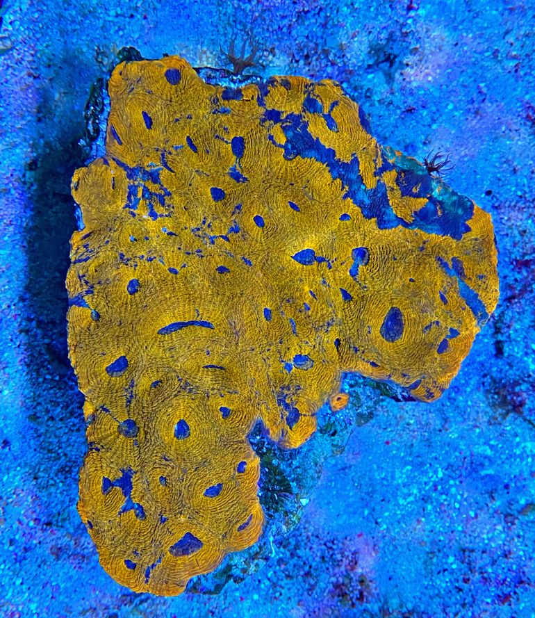 Acanthastrea echinata  - Großpolypige Steinkoralle - Orange Power - WYSIWYG 100