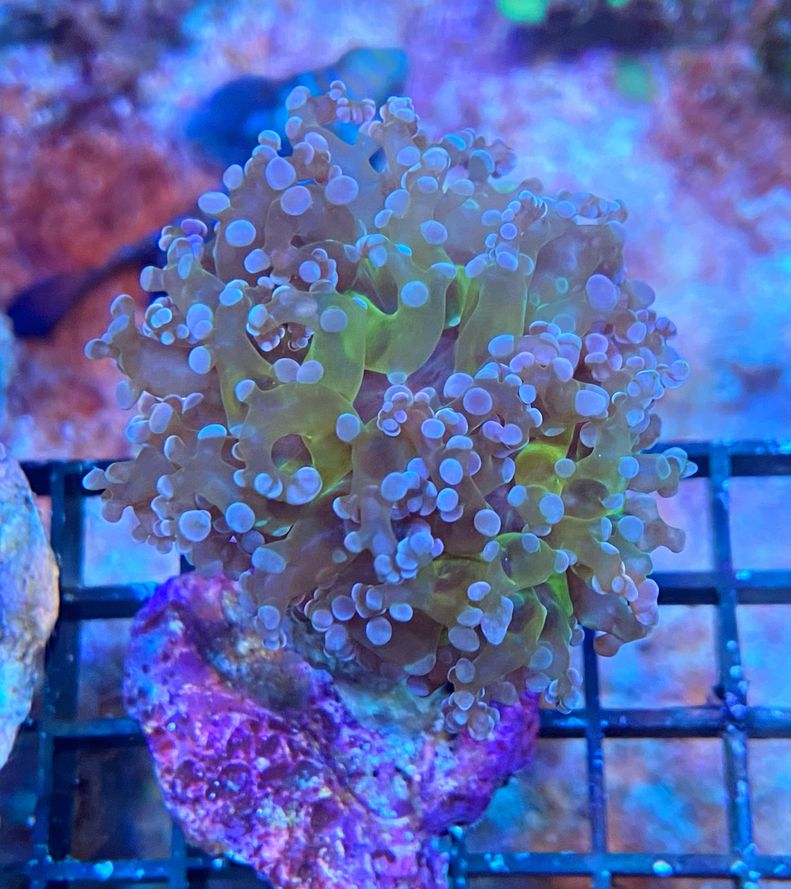 Euphyllia paradivisa - green/ purple tips 