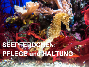 Seepferdchen Pflege und Haltung im Aquarium