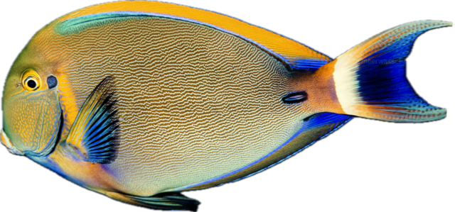 Acanthurus barienii-Doktorfisch -Juvenil