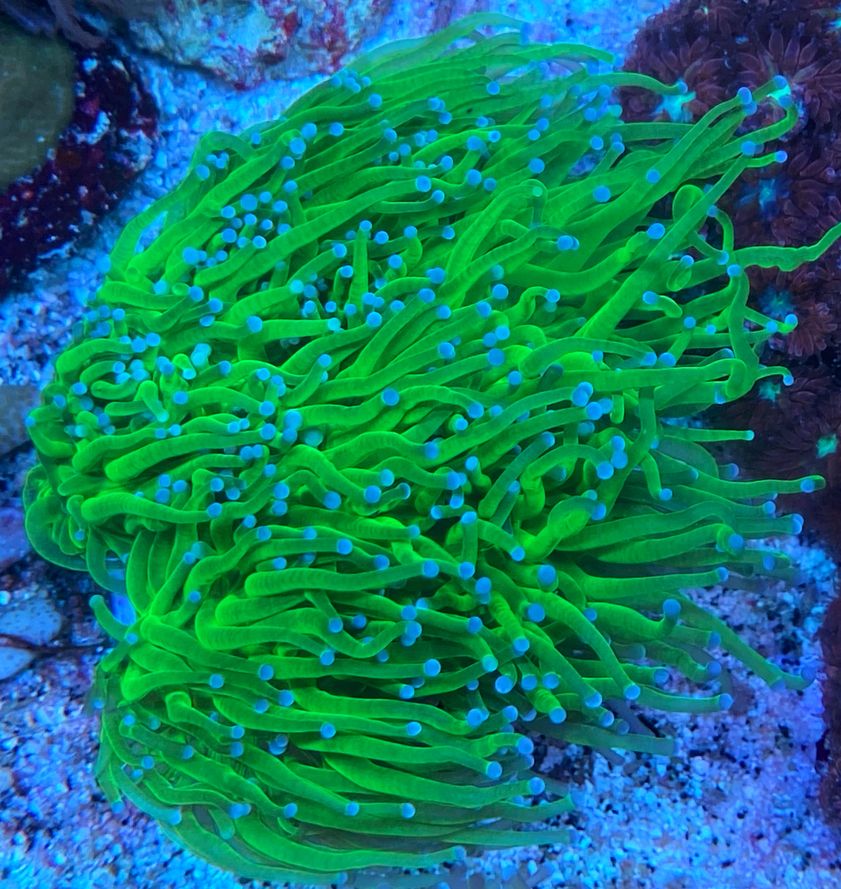 Euphyllia glabrescens- toxic green - NZ