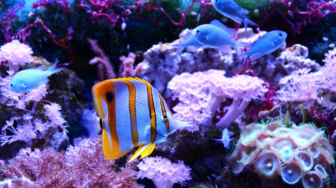 Meerwasseraquarium Kühler: Durchlaufkühler für das Meerwasser Aquarium