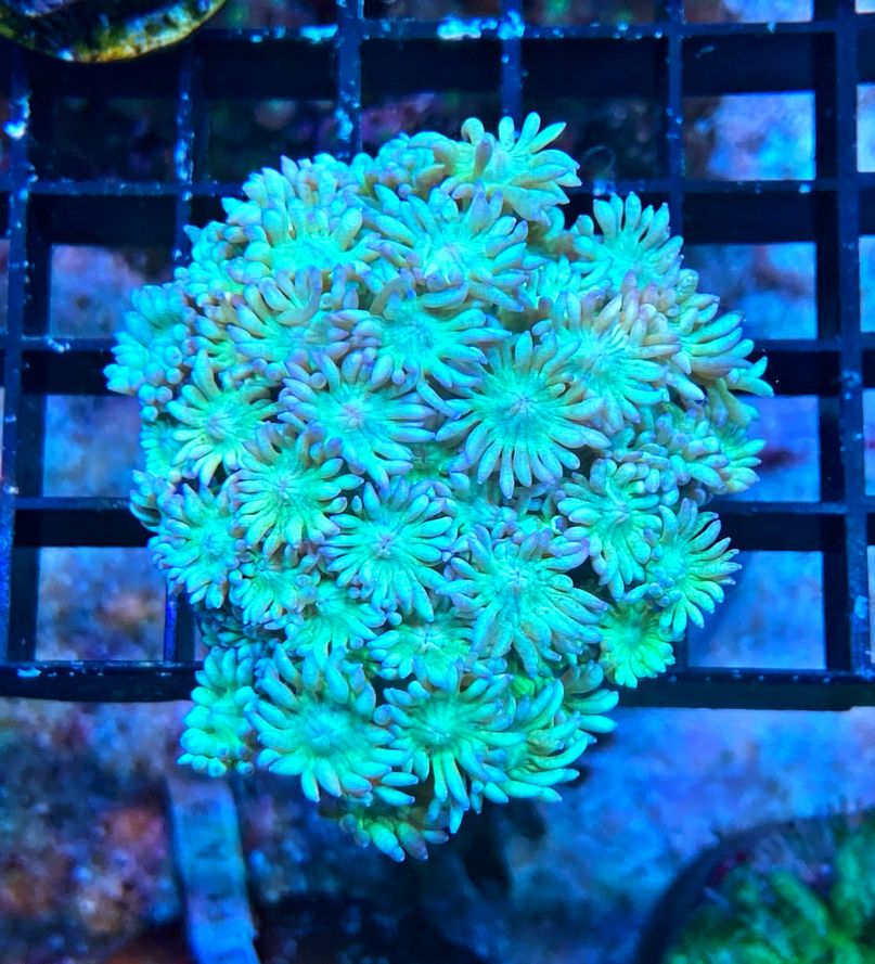 Goniopora lobata Margerittenkoralle Green Ultra Color