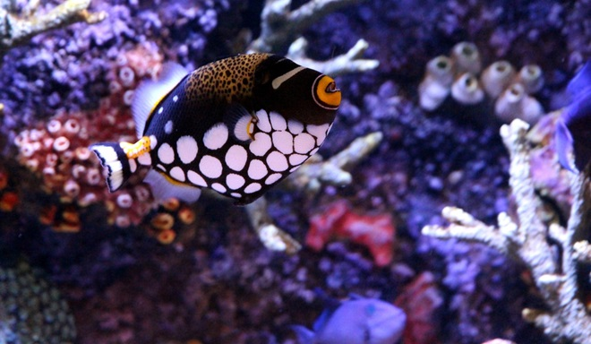 Drückerfische kaufen im Meerwasser Onlineshop