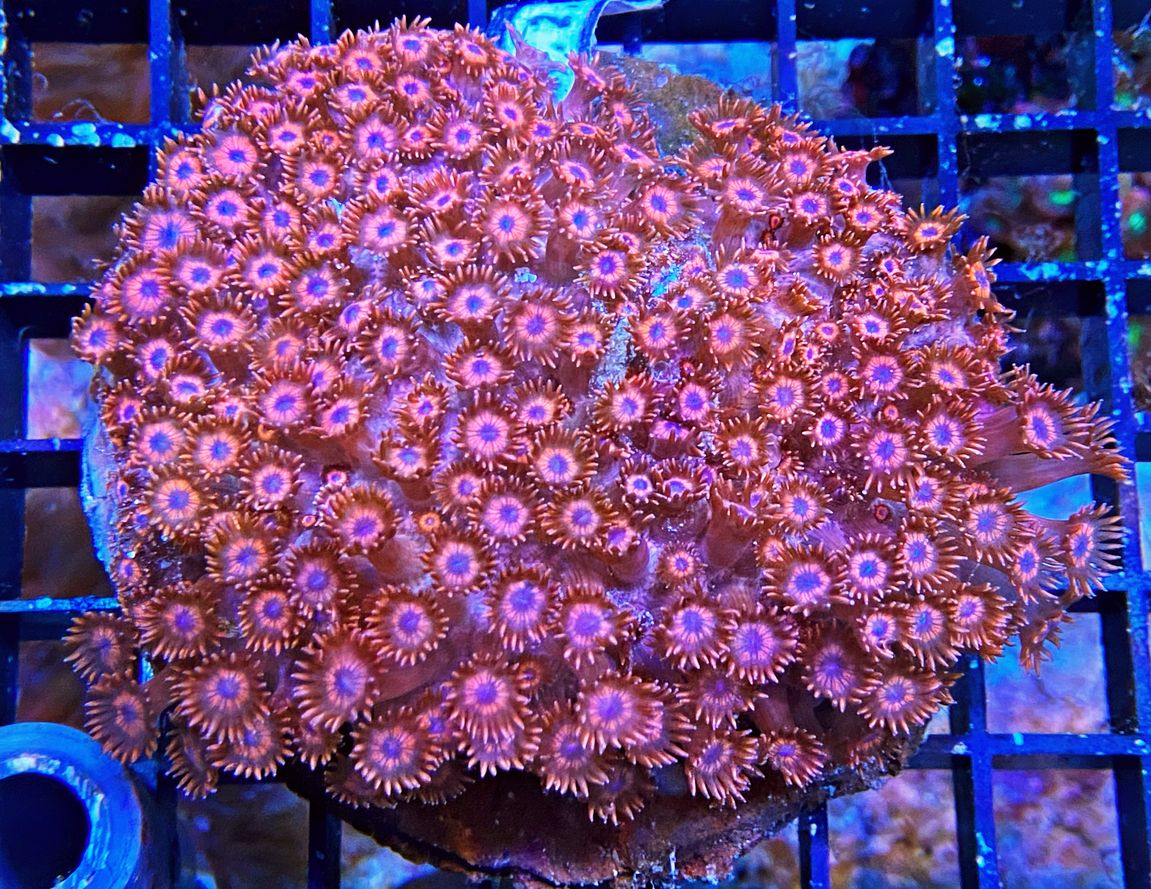 Goniopora lobata  Margerittenkoralle  Stunning exteme red beauty WYSIWYG 48